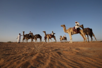 camels.jpg Image
