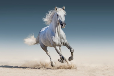 Horse Image