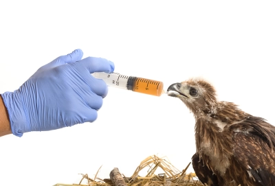 vet-falcon.jpg Image